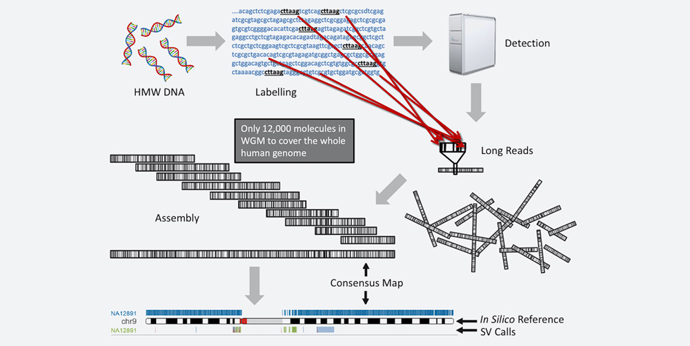 Combining structural variation analysis platforms for better results